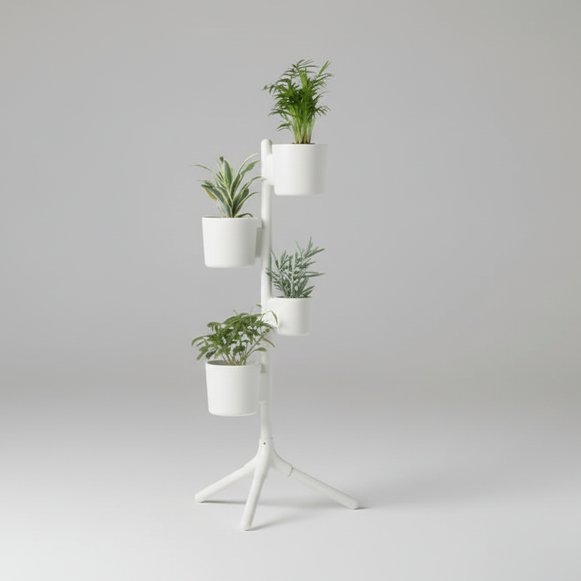 Aziz Dominik (1 adet 10 cm ve 3 adet 15 cm saksı içerir.)