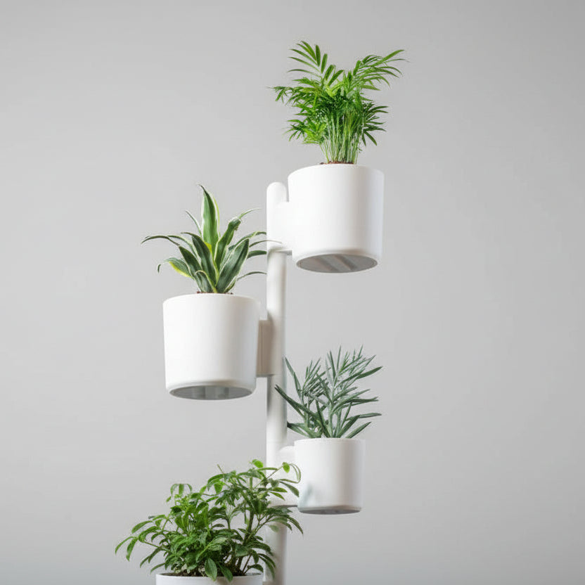 Aziz Dominik (1 adet 10 cm ve 3 adet 15 cm saksı içerir  tam olarak 1 metredir.)