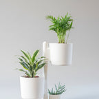 Aziz Dominik (1 adet 10 cm ve 3 adet 15 cm saksı içerir  tam olarak 1 metredir.)