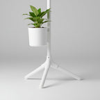 Aziz Dominik (1 adet 10 cm ve 3 adet 15 cm saksı içerir  tam olarak 1 metredir.)